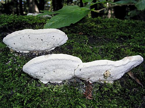 trúdnikovec hrbatý/Outkovka hrbatá ?? Trametes gibbosa ??