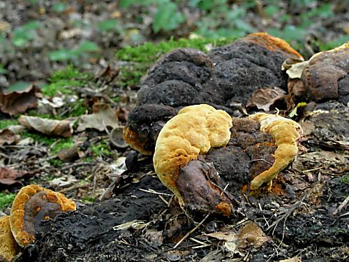 trámovka anízová/Anýzovník vonný Gloeophyllum odoratum (Wulfen) Imazeki