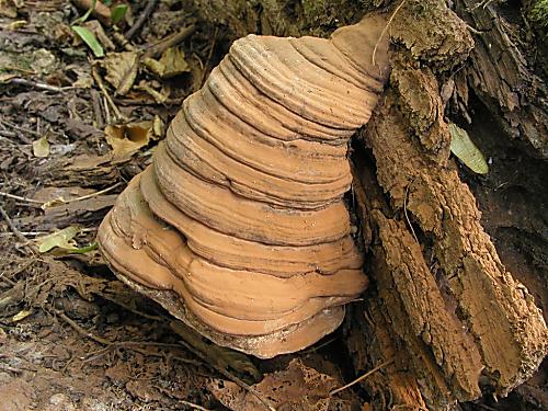 lesklokôrovka plochá/Lesklokorka ploská Ganoderma applanatum (Pers.) Pat.