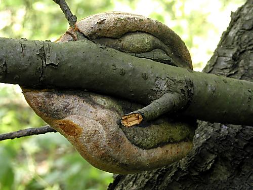 ohňovec slivkový/Ohňovec ovocný Phellinus pomaceus (Pers.) Maire