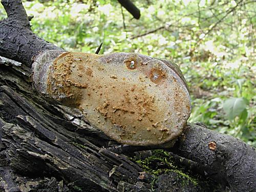 ohňovec slivkový/Ohňovec ovocný Phellinus pomaceus (Pers.) Maire