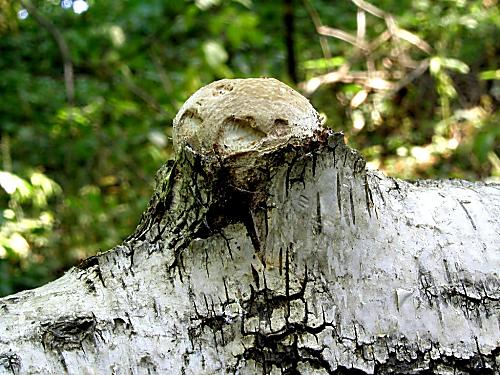 brezovník obyčajný/Březovník obecný Fomitopsis betulina (Bull.) B.K. Cui, M.L. Han & Y.C. Dai