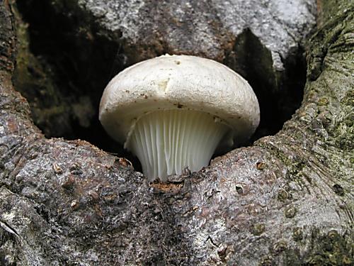 hliva dubová/Hlíva dubová Pleurotus dryinus (Pers.) P. Kumm.