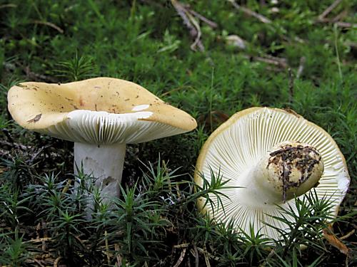 plávka hlinovožltá/Holubinka hlínožlutá Russula ochroleuca Fr.