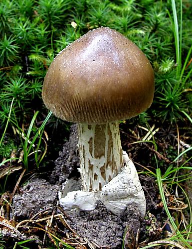 muchotrávka umbrovožltá Amanita battarrae (Boud.) Bon