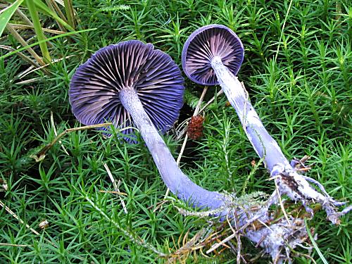 lakovka ametystová Laccaria amethystina (Huds.) Cooke