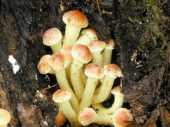 strapcovka zväzkovitá/Třepenitka svazčitá Hypholoma fasciculare (Huds.) P. Kumm.