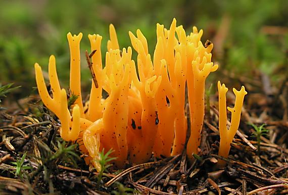 parôžkovec lepkavý/Krásnorůžek lepkavý Calocera viscosa (Pers.) Fr.