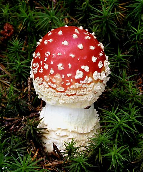 muchotrávka červená/Muchomůrka červená Amanita muscaria (L.) Lam.