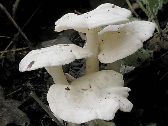 strmulec biely/Líha srostlá Lyophyllum connatum (Schumach.) Singer