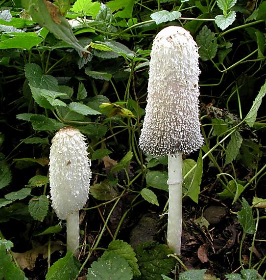 hnojník obyčajný/Hnojník obecný Coprinus comatus (O.F. Müll.) Pers.