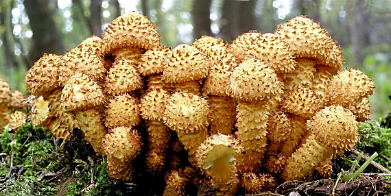 šupinovka šupinatá/Šupinovka kostrbatá Pholiota squarrosa (Vahl) P. Kumm.