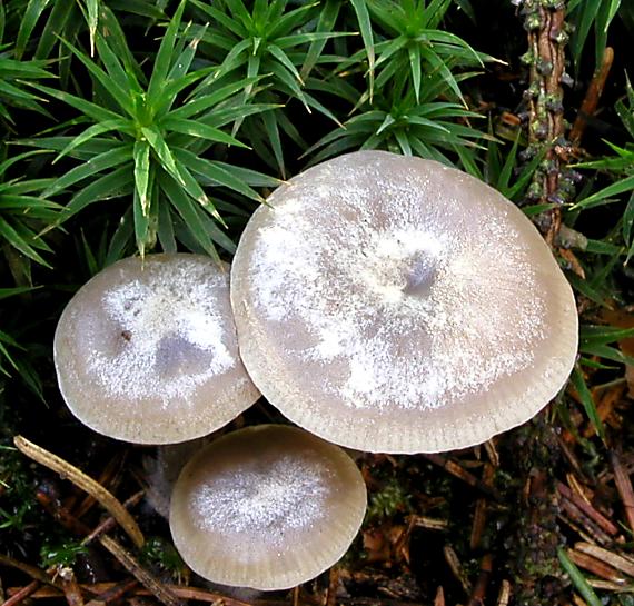 strmuľka aromatická/Strmělka aromatická Clitocybe ditopa