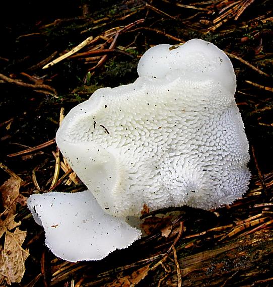 pajelenka želatínová/Rosolozub huspenitý Pseudohydnum gelatinosum (Scop.) P. Karst.