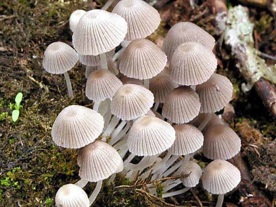 hnojník rozsiaty Coprinellus disseminatus (Pers.) J.E. Lange