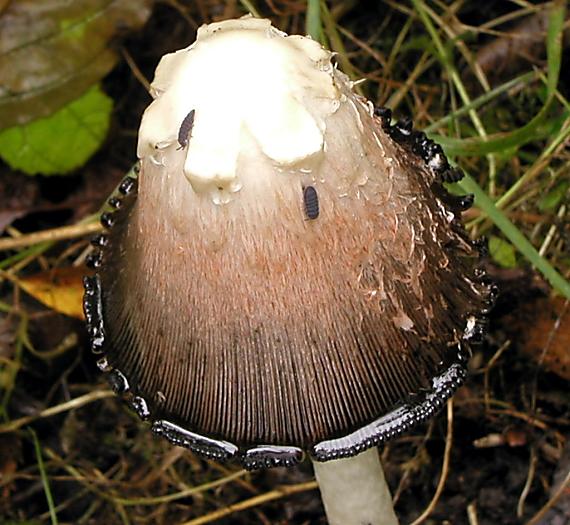 hnojník obyčajný/Hnojník obecný Coprinus comatus (O.F. Müll.) Pers.