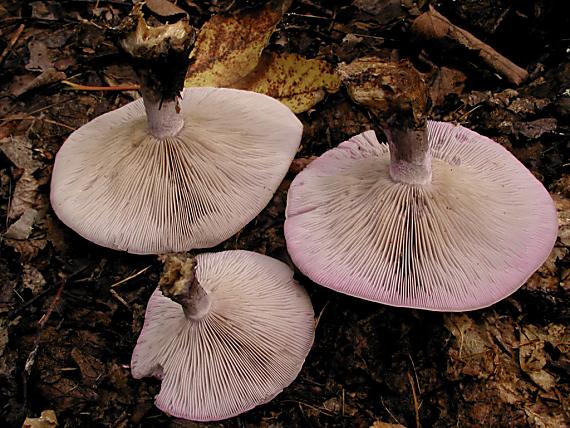 pôvabnica fialová/Čirůvka fialová Lepista nuda (Bull.) Cooke