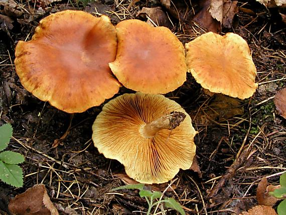 šupinovka pařezová Gymnopilus hybridus (Gillet) Maire