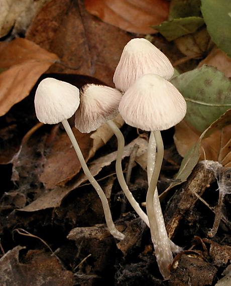 helmovka ?? Mycena sp. ??