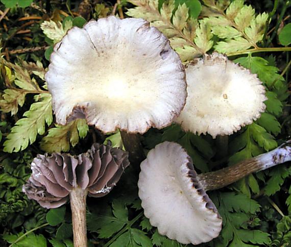 lakovka ametystová Laccaria amethystina (Huds.) Cooke