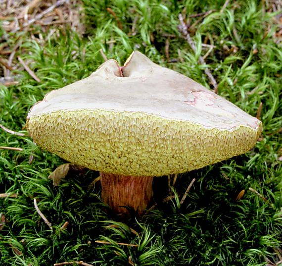 suchohríbnik zamatový/Suchohřib sametový Xerocomellus pruinatus (Fr. & Hök) Šutara