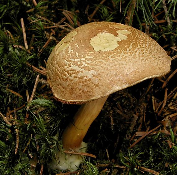 meďovec korenistý/Hřib peprný Chalciporus piperatus (Bull.) Bataille