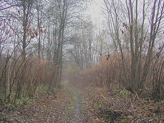 lužní les na břehu Ostravice. Mlha, déšť, podzim je tady.