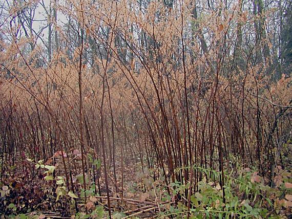 porost křídlatky sachalinské (Reynoutria sachalinensis) po prvním mrazu