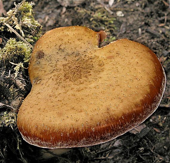 podpňovka obyčajná/Václavka obecná Armillaria mellea (Vahl) P. Kumm.