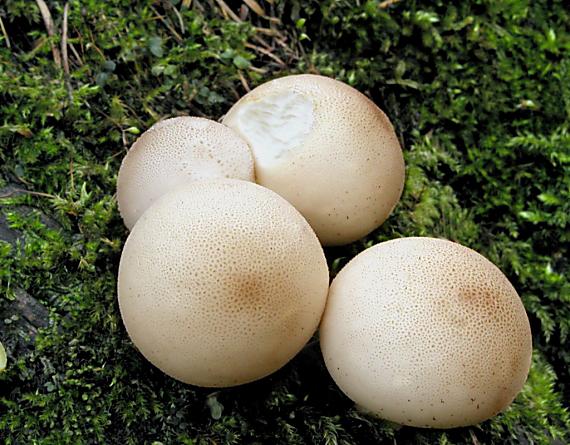 prášnica hruškovitá/Pýchavka hruškovitá Lycoperdon pyriforme Schaeff.