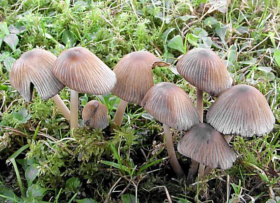 hnojník ligotavý/Hnojník třpytivý Coprinellus micaceus (Bull.) Vilgalys, Hopple & Jacq. Johnson