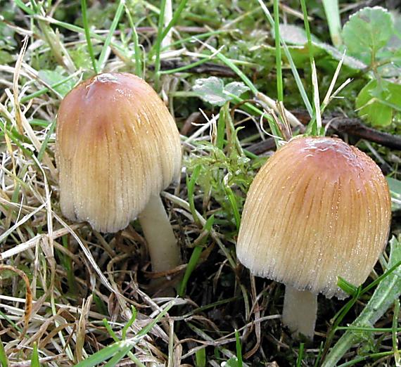 hnojník ligotavý/Hnojník třpytivý Coprinellus micaceus (Bull.) Vilgalys, Hopple & Jacq. Johnson