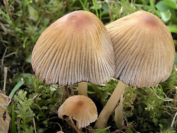 hnojník ligotavý/Hnojník třpytivý Coprinellus micaceus (Bull.) Vilgalys, Hopple & Jacq. Johnson