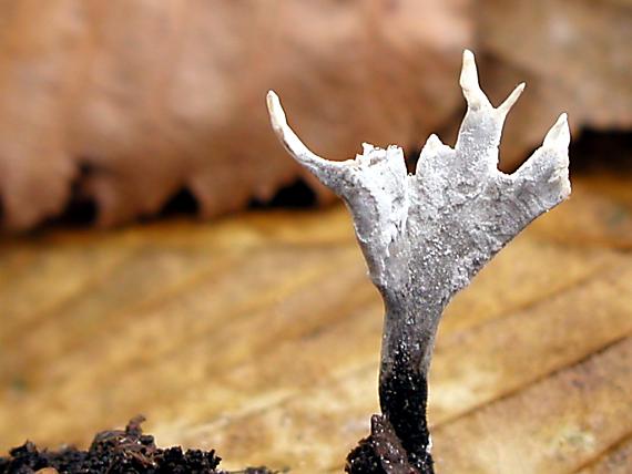 drevnatec parohatý/Dřevnatka parohatá Xylaria hypoxylon (L.) Grev.