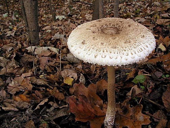 bedľa vysoká/Bedla vysoká Macrolepiota procera (Scop.) Singer