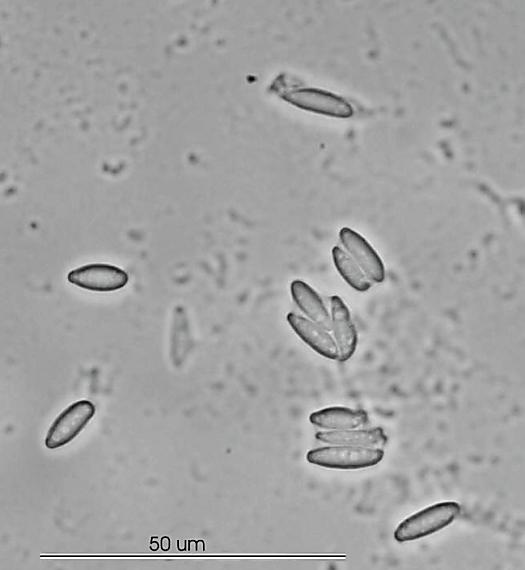 drevnatec parohatý/Dřevnatka parohatá Xylaria hypoxylon (L.) Grev.