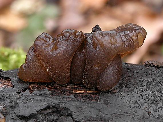 tmavorôsolovec mušľovitý/Černorosol uťatý Exidia truncata Fr.