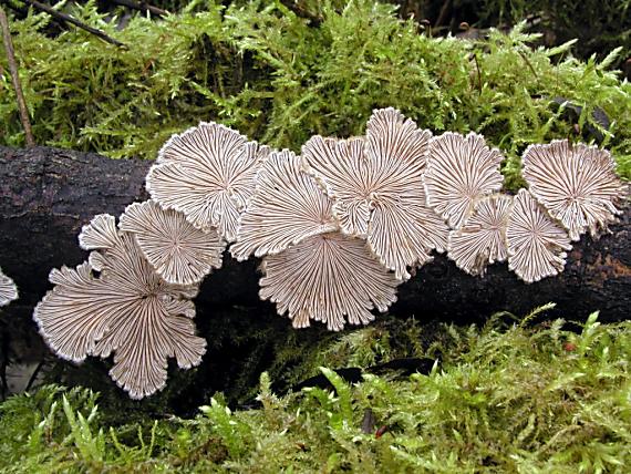 klanolupeňovka obyčajná/Klanolístka obecná Schizophyllum commune Fr.