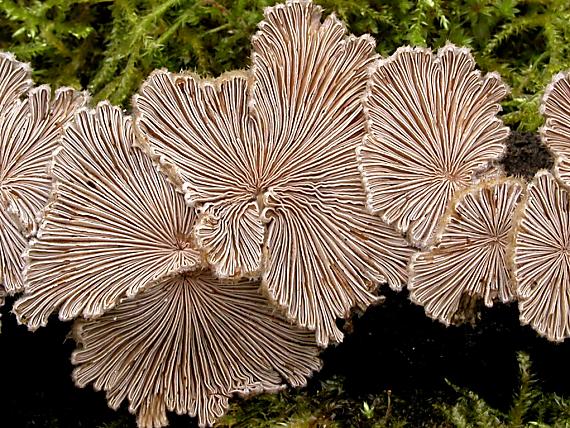 klanolupeňovka obyčajná/Klanolístka obecná Schizophyllum commune Fr.