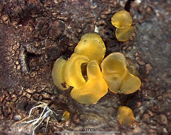 slzovec rôsolovitý/Kropilka rosolovitá Dacrymyces stillatus Nees