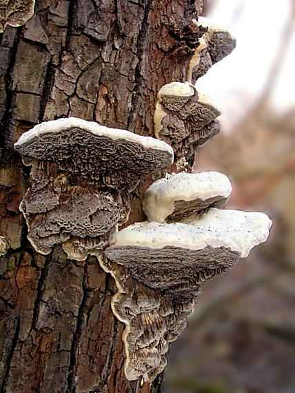 trúdnikovec voňavý/Outkovka vonná Trametes suaveolens (L.) Fr.