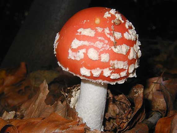 muchotrávka červená Amanita muscaria (L.) Lam.