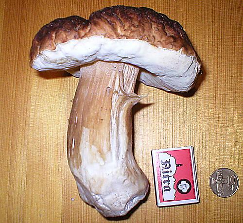 hríb sosnový Boletus pinophilus Pil. et Dermek in Pil.