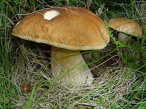 hríb smrekový Boletus edulis Bull.