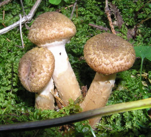 podpňovka obyčajná Armillaria mellea (Vahl) P. Kumm.