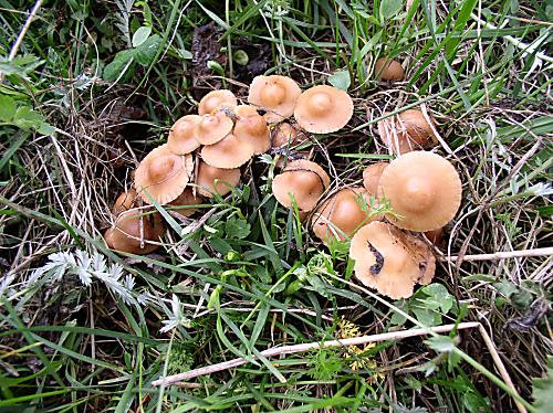 tanečnica poľná Marasmius oreades (Bolton) Fr.