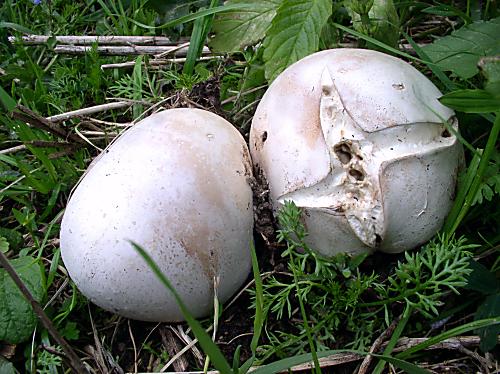 rozpadavec Calvatia sp.