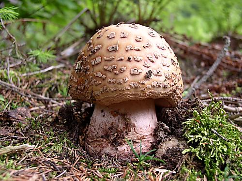 muchotrávka červenkastá Amanita rubescens Pers.