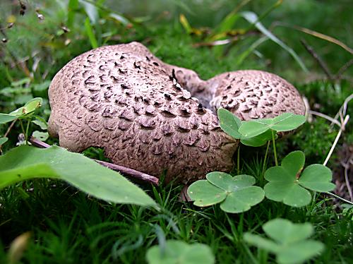 jelenkovec škridlicovitý Sarcodon imbricatus (L.) P. Karst.