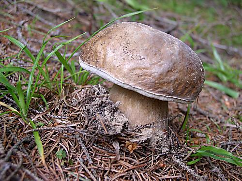 hríb smrekový Boletus edulis Bull.